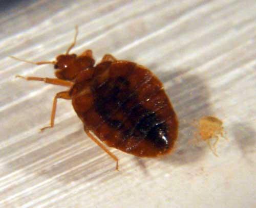 Exterminators In Brooklyn Ny For Bed Bugs Exterminators In Brooklyn Ny For Bed Bugs